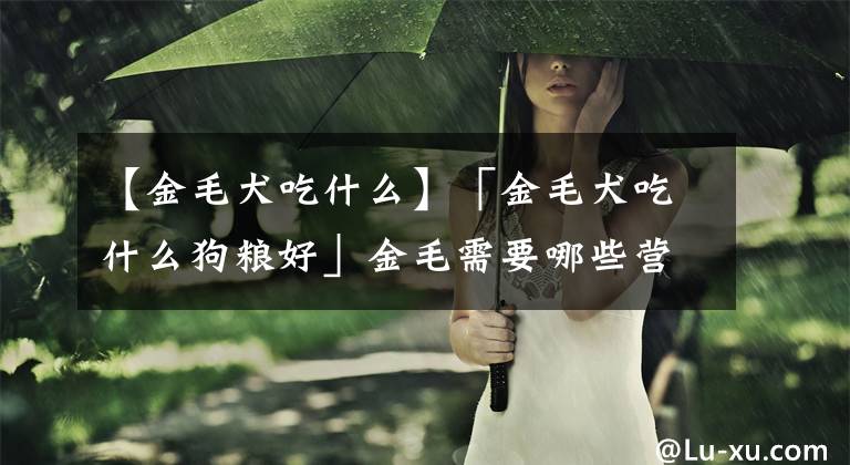 【金毛犬吃什么】「金毛犬吃什么狗粮好」金毛需要哪些营养 金毛犬喂养注意事项