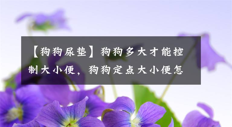 【狗狗尿垫】狗狗多大才能控制大小便，狗狗定点大小便怎么训练？