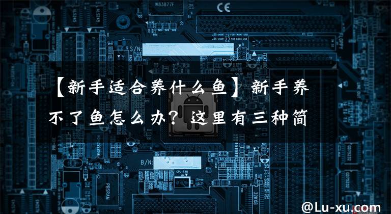 【新手适合养什么鱼】新手养不了鱼怎么办？这里有三种简单好养的鱼