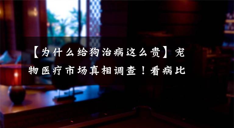 【为什么给狗治病这么贵】宠物医疗市场真相调查！看病比人贵，医生差距大。