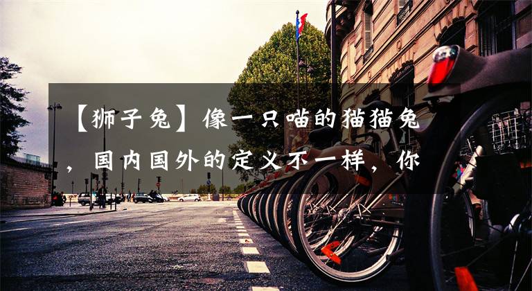 【狮子兔】像一只喵的猫猫兔，国内国外的定义不一样，你选择站哪方？