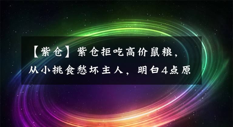 【紫仓】紫仓拒吃高价鼠粮，从小挑食愁坏主人，明白4点原因才能纠正
