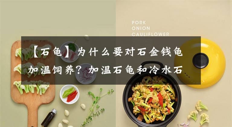 【石龟】为什么要对石金钱龟加温饲养？加温石龟和冷水石龟有什么区别？