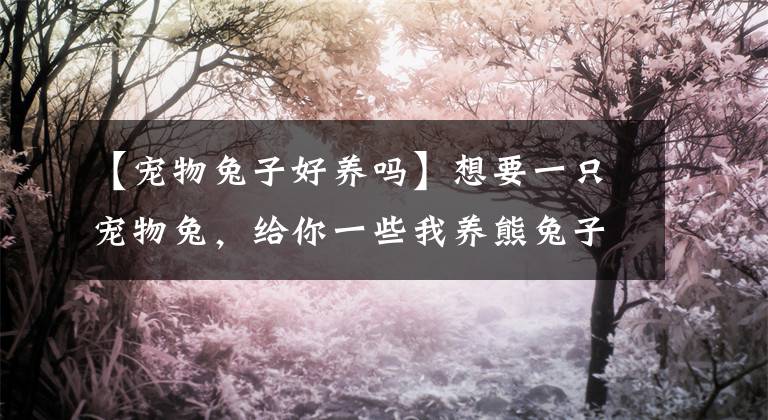 【宠物兔子好养吗】想要一只宠物兔，给你一些我养熊兔子的经验