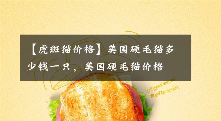 【虎斑猫价格】美国硬毛猫多少钱一只，美国硬毛猫价格
