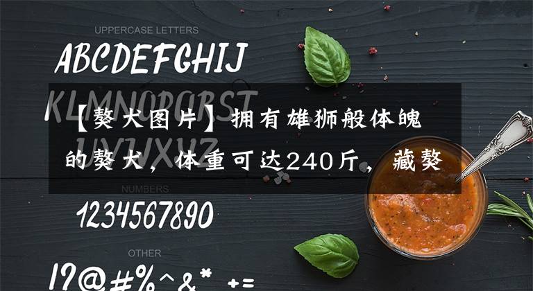 【獒犬图片】拥有雄狮般体魄的獒犬，体重可达240斤，藏獒在它面前不堪一击
