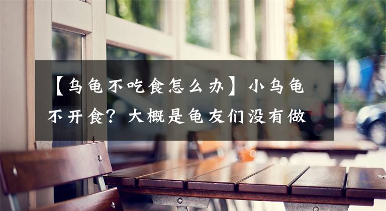 【乌龟不吃食怎么办】小乌龟不开食？大概是龟友们没有做到这几点。