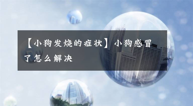【小狗发烧的症状】小狗感冒了怎么解决