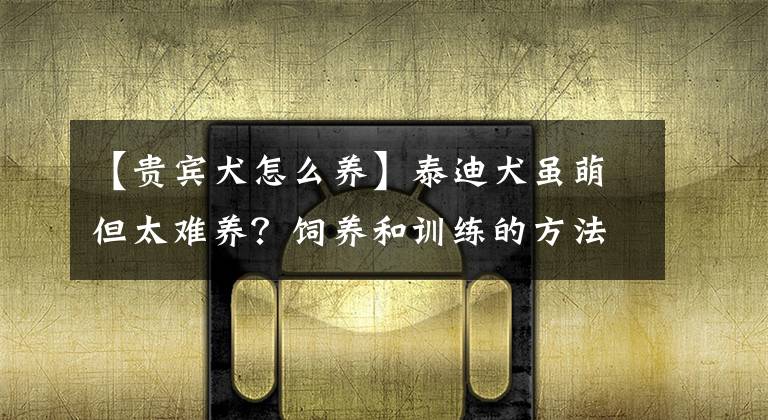 【贵宾犬怎么养】泰迪犬虽萌但太难养？饲养和训练的方法全在这里了，铲屎官学起来