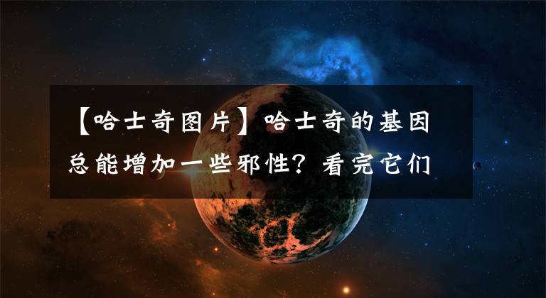 【哈士奇图片】哈士奇的基因总能增加一些邪性？看完它们你就知道为什么了