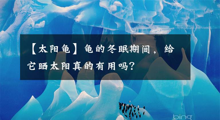 【太阳龟】龟的冬眠期间，给它晒太阳真的有用吗？