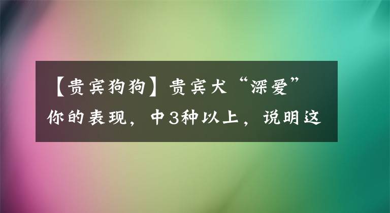 【贵宾狗狗】贵宾犬“深爱”你的表现，中3种以上，说明这狗没养错