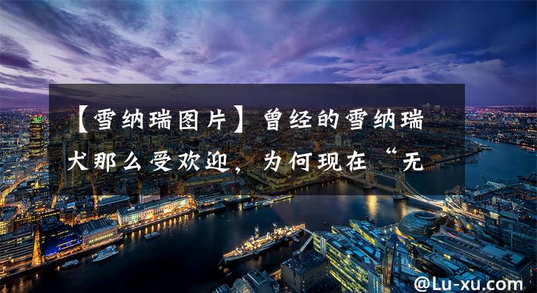 【雪纳瑞图片】曾经的雪纳瑞犬那么受欢迎，为何现在“无人问津”？