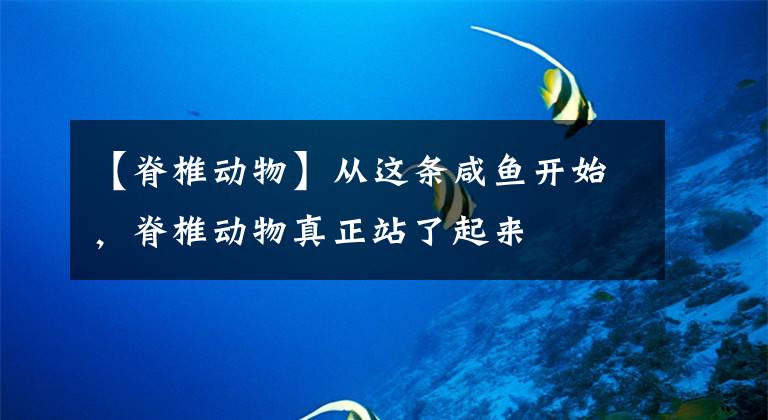 【脊椎动物】从这条咸鱼开始，脊椎动物真正站了起来