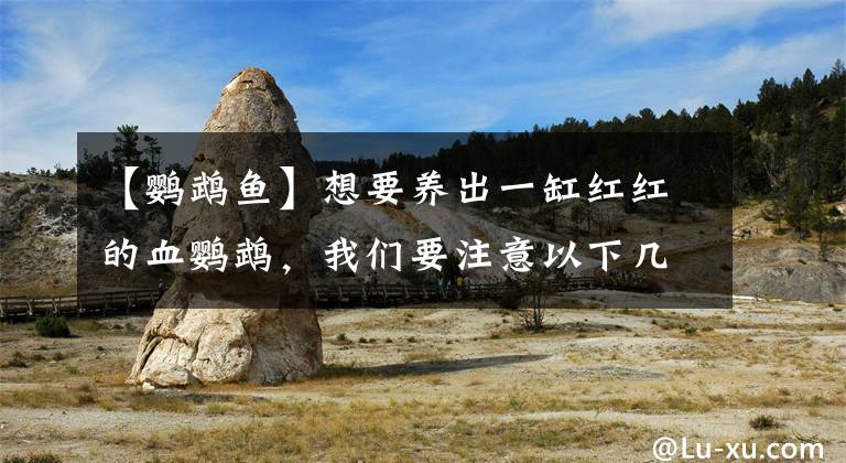 【鹦鹉鱼】想要养出一缸红红的血鹦鹉，我们要注意以下几点！