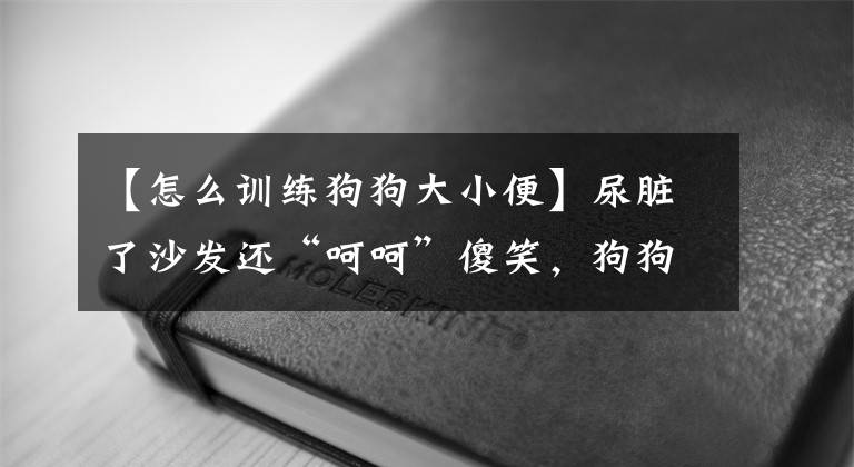 【怎么训练狗狗大小便】尿脏了沙发还“呵呵”傻笑，狗狗的定点大小便训练