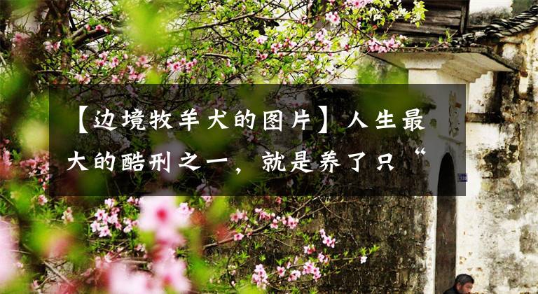 【边境牧羊犬的图片】人生最大的酷刑之一，就是养了只“边牧”