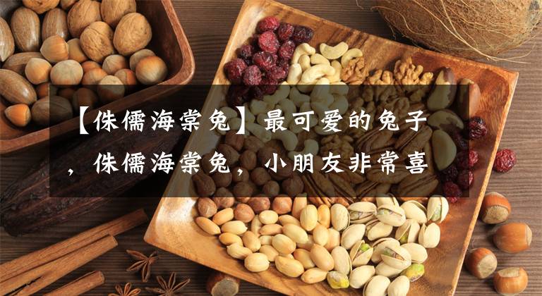 【侏儒海棠兔】最可爱的兔子，侏儒海棠兔，小朋友非常喜爱！
