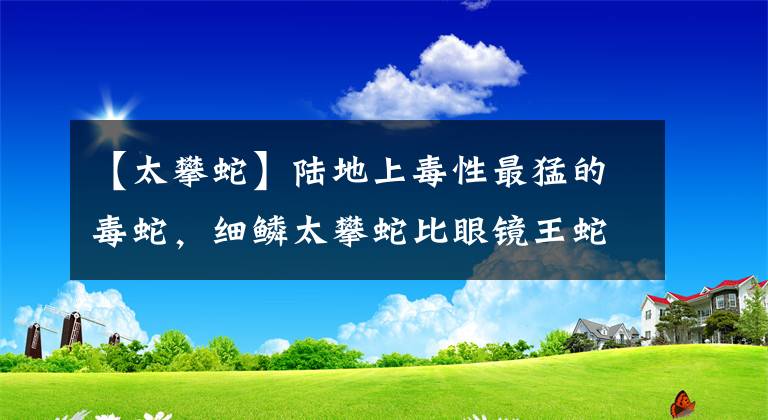 【太攀蛇】陆地上毒性最猛的毒蛇，细鳞太攀蛇比眼镜王蛇的毒性强20倍