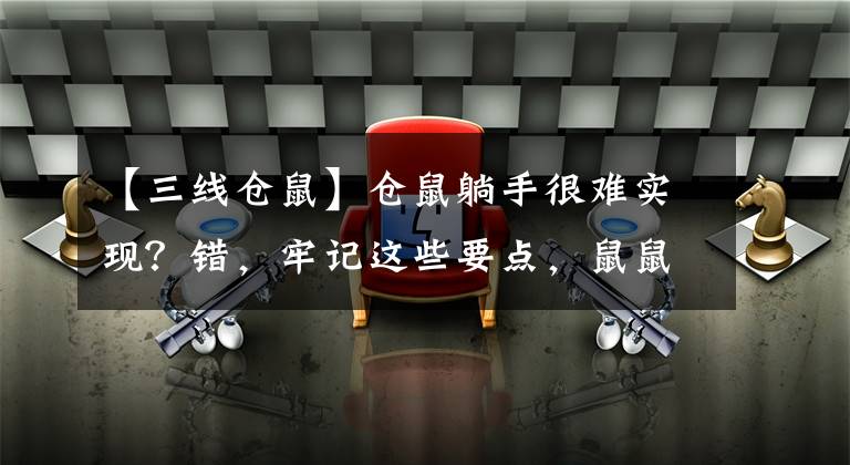 【三线仓鼠】仓鼠躺手很难实现？错，牢记这些要点，鼠鼠就会主动躺手