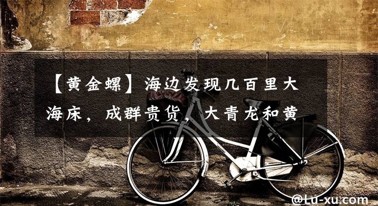 【黄金螺】海边发现几百里大海床，成群贵货，大青龙和黄金螺全卖了，发财了
