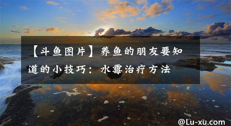 【斗鱼图片】养鱼的朋友要知道的小技巧：水霉治疗方法
