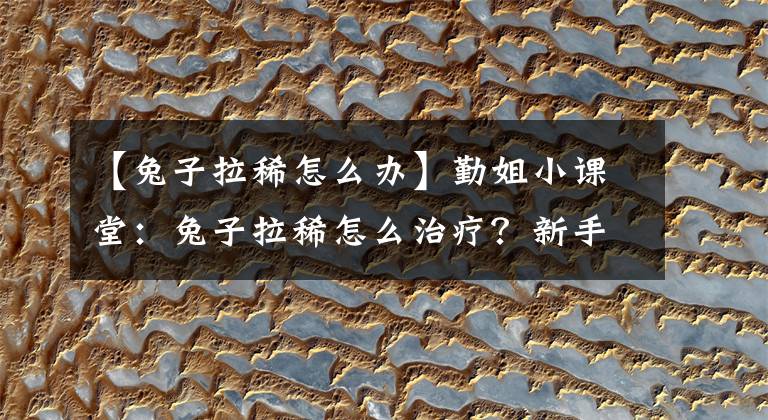 【兔子拉稀怎么办】勤姐小课堂：兔子拉稀怎么治疗？新手养兔要先观察兔子粪便