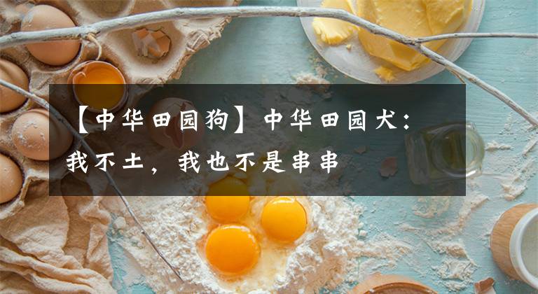 【中华田园狗】中华田园犬：我不土，我也不是串串