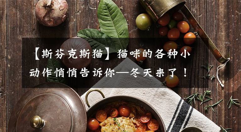 【斯芬克斯猫】猫咪的各种小动作悄悄告诉你—冬天来了！老王助你让猫咪更好过冬