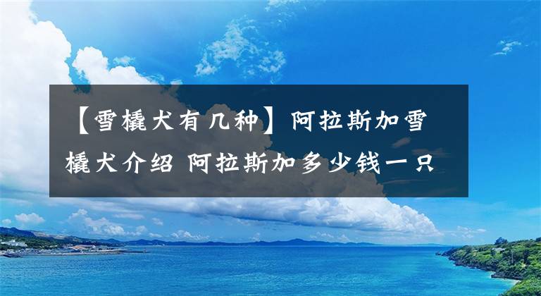 【雪橇犬有几种】阿拉斯加雪橇犬介绍 阿拉斯加多少钱一只