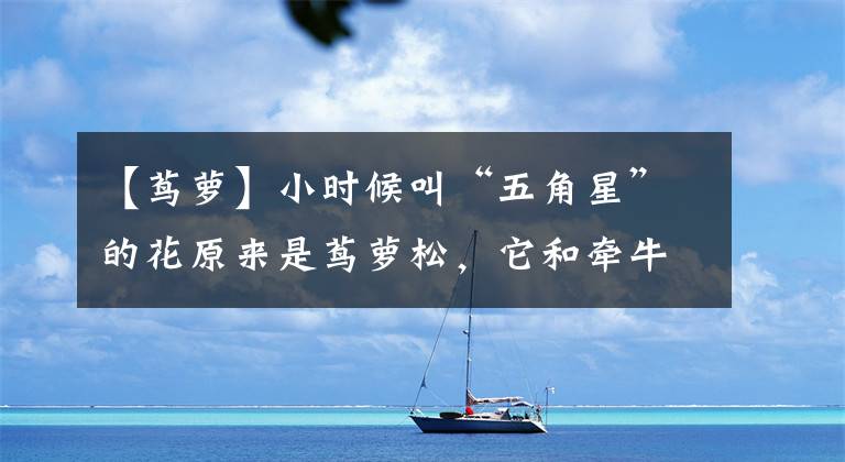 【茑萝】小时候叫“五角星”的花原来是茑萝松，它和牵牛花、番薯都是近亲