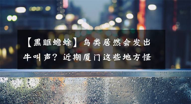 【黑眶蟾蜍】鸟类居然会发出牛叫声？近期厦门这些地方怪声不断