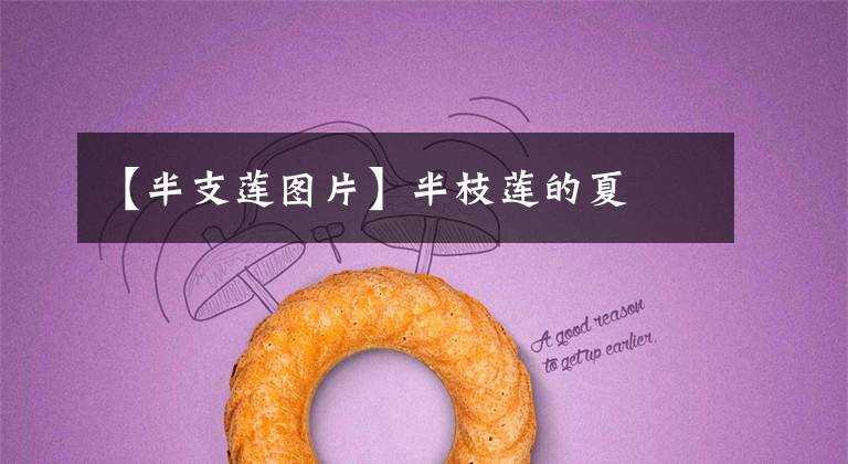 【半支莲图片】半枝莲的夏