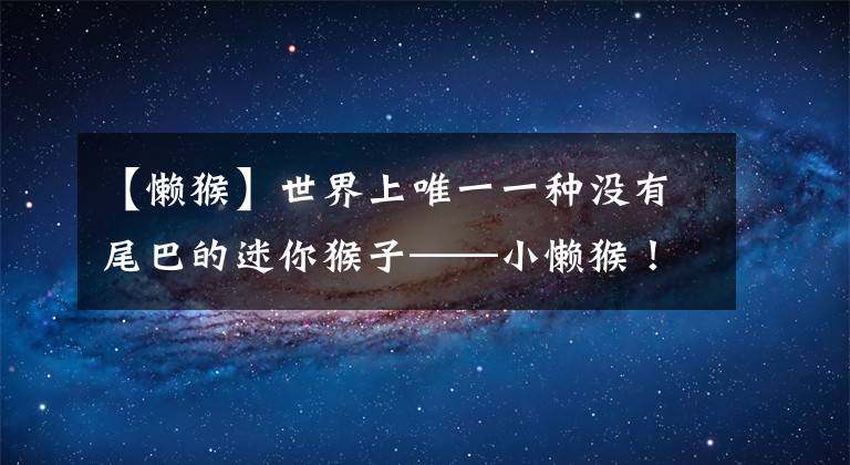 【懒猴】世界上唯一一种没有尾巴的迷你猴子——小懒猴！