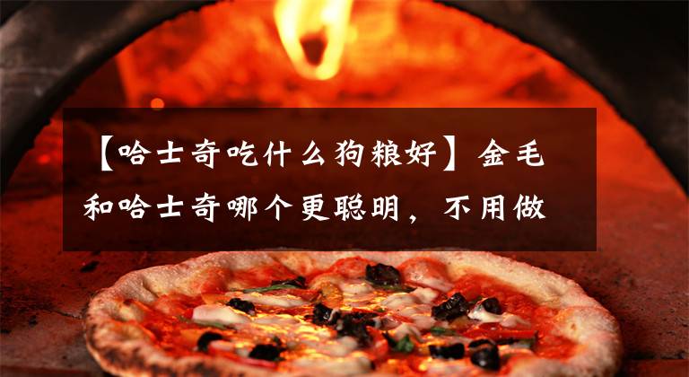 【哈士奇吃什么狗粮好】金毛和哈士奇哪个更聪明，不用做对比，都知道是金毛更聪明