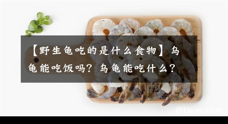 【野生龟吃的是什么食物】乌龟能吃饭吗？乌龟能吃什么？