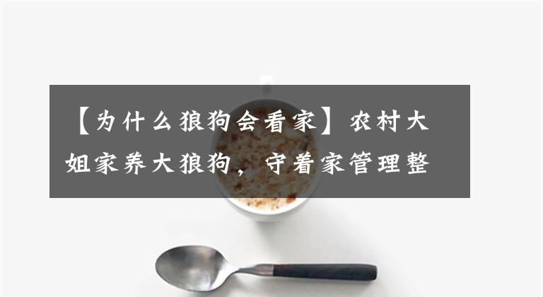 【为什么狼狗会看家】农村大姐家养大狼狗，守着家管理整个村子，据说是公信犬，这是怎么回事？