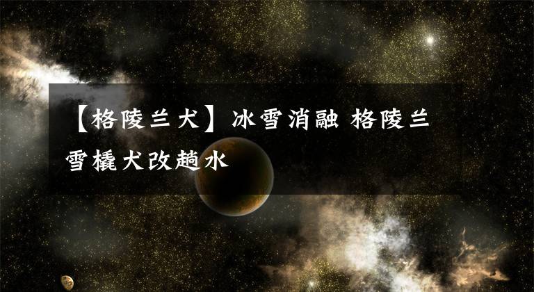 【格陵兰犬】冰雪消融 格陵兰雪橇犬改趟水