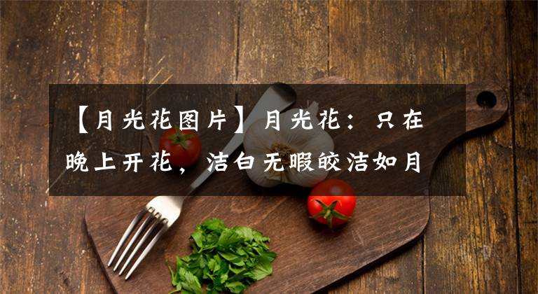 【月光花图片】月光花：只在晚上开花，洁白无暇皎洁如月