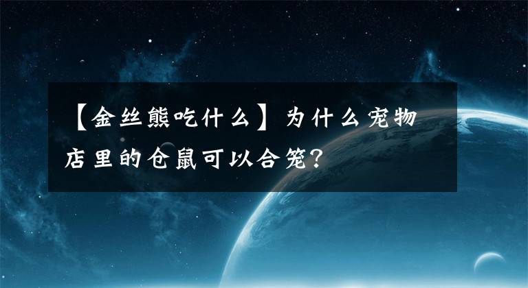 【金丝熊吃什么】为什么宠物店里的仓鼠可以合笼？