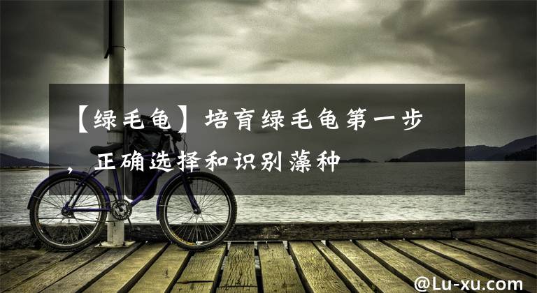 【绿毛龟】培育绿毛龟第一步，正确选择和识别藻种