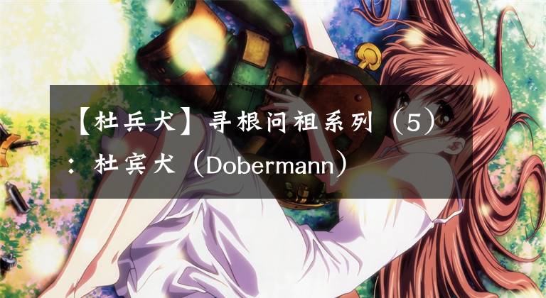 【杜兵犬】寻根问祖系列（5）：杜宾犬（Dobermann）