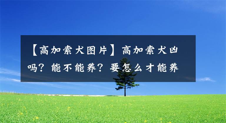 【高加索犬图片】高加索犬凶吗？能不能养？要怎么才能养好？
