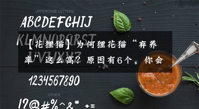【花狸猫】为何狸花猫“弃养率”这么高？原因有6个，你会弃养它吗？
