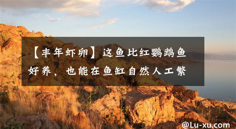 【丰年虾卵】这鱼比红鹦鹉鱼好养，也能在鱼缸自然人工繁殖，适合养鱼新手