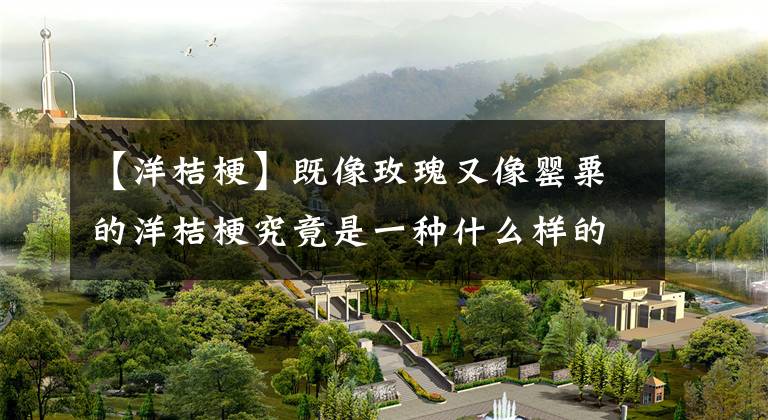 【洋桔梗】既像玫瑰又像罂粟的洋桔梗究竟是一种什么样的花卉？（笔者亲测）