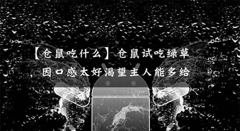 【仓鼠吃什么】仓鼠试吃绿草，因口感太好渴望主人能多给点，但主人偏偏不给