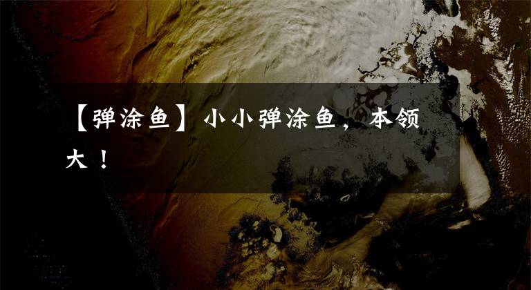 【弹涂鱼】小小弹涂鱼，本领大！