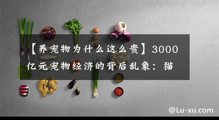 【养宠物为什么这么贵】3000亿元宠物经济的背后乱象：猫的子宫、身体与生命，全都是钱