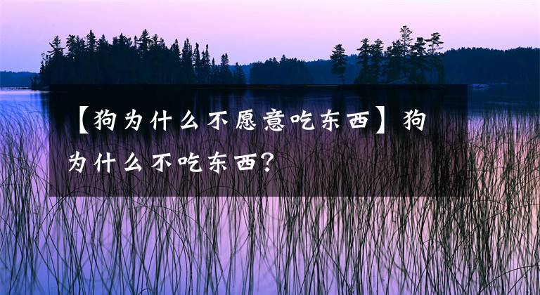 【狗为什么不愿意吃东西】狗为什么不吃东西？